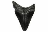 Juvenile Megalodon Tooth - South Carolina #353302-1